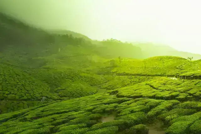 Kodaikanal to Munnar Tour